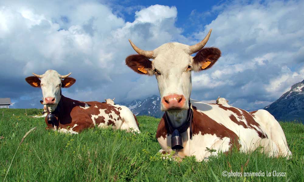 photo de vaches sur le plateau de Beauregard à la Clusaz magnifique photo de guy degoutte age nce arvimedia